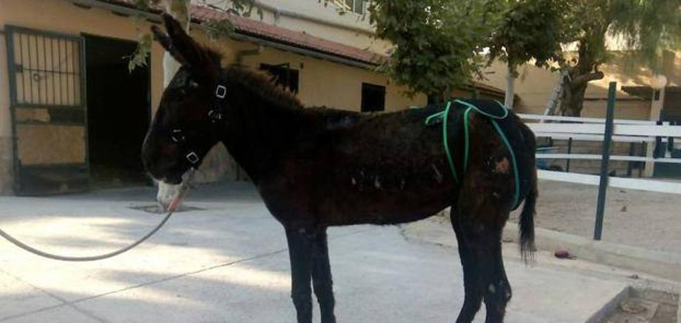 El juez absuelve al dueño de la burra al que acusaban de maltrato