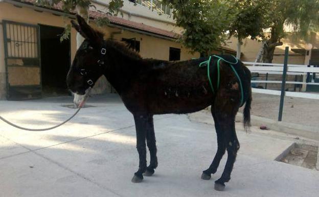 El juez absuelve al dueño de la burra al que acusaban de maltrato