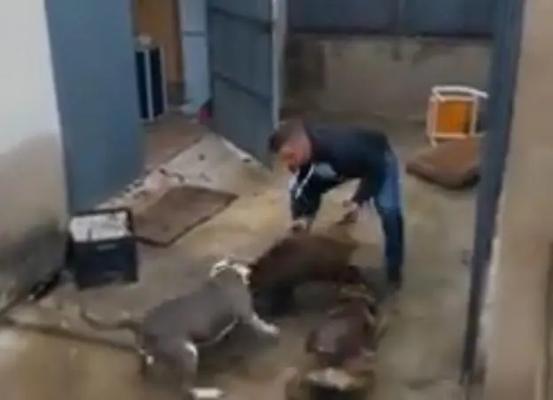 Captura del vídeo donde se ve a los perros atacar al jabalí. / lp