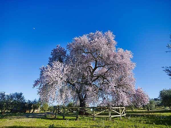 Cuatro árboles valencianos, entre los 10 finalistas a Árbol del Año