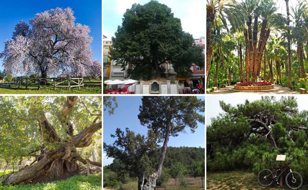 Cuatro árboles valencianos, finalistas para el mejor del año en España