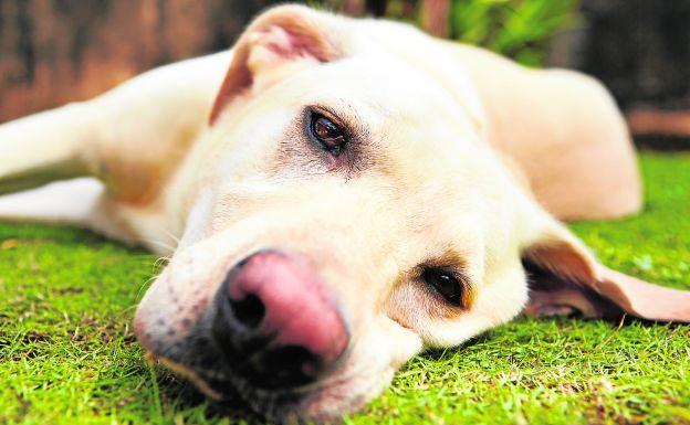 La ansiedad, un latente también para los perros | Las Provincias