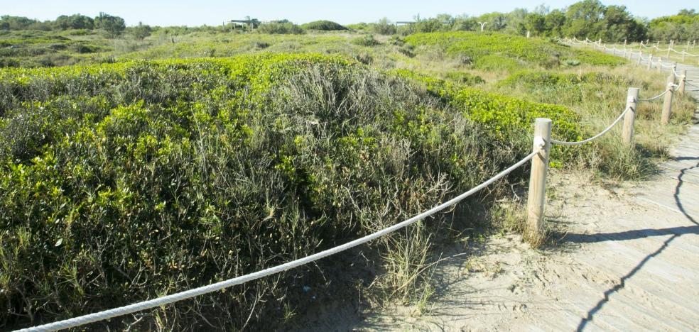 El cierre de dunas en El Saler acelera el desarrollo de 45.000 plantas