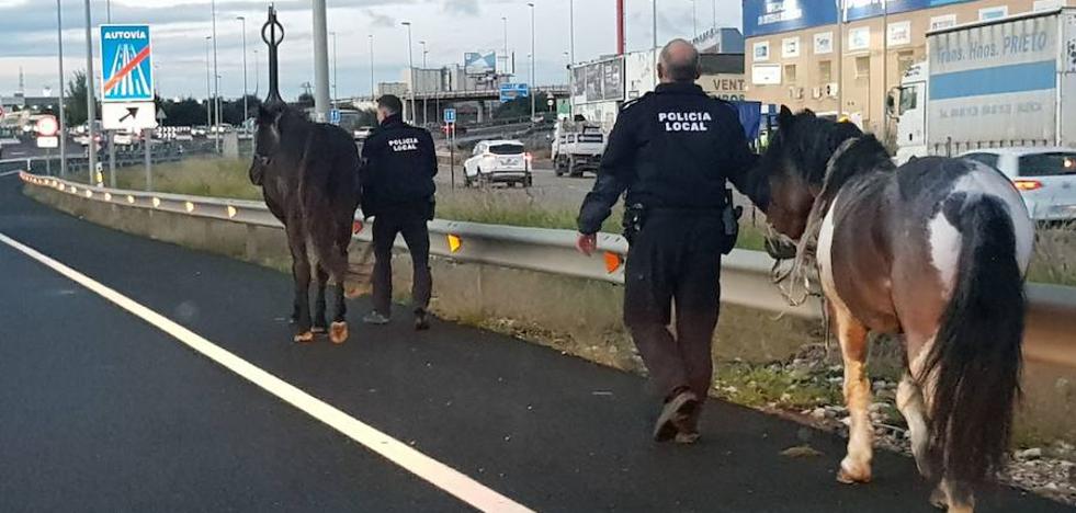 Dos caballos colapsan la Pista de Silla y la salida de Valencia
