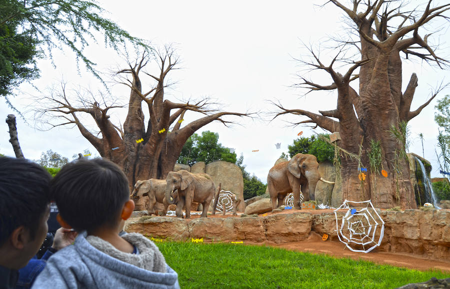 Así celebran Halloween los animales del Bioparc