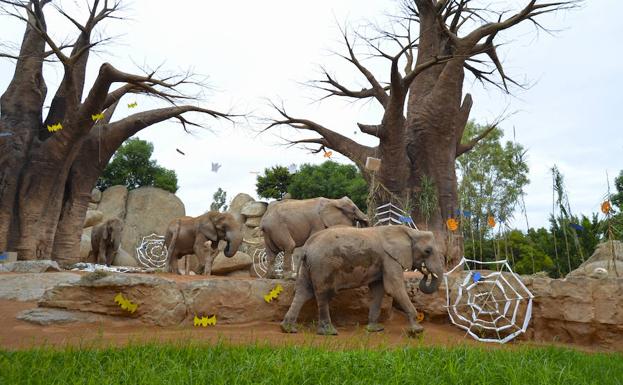 Así celebran Halloween los animales del Bioparc