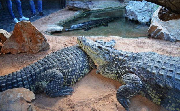 Bioparc recibe tres cocodrilos del Nilo