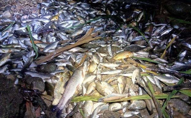 Alerta por la elevada mortandad de peces en el Serpis por la sequía