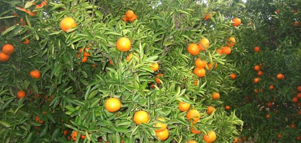 La industria paga la naranja para zumo a sólo 10 céntimos el kilo