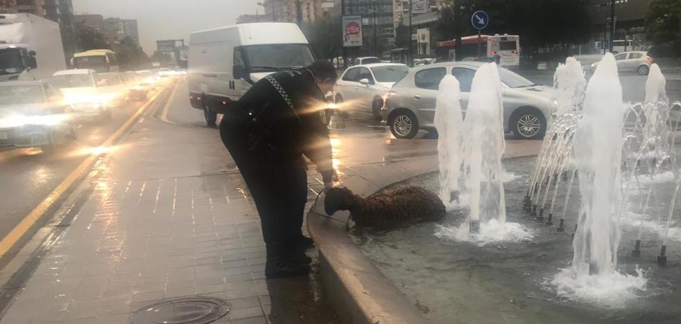 La policía rescata una oveja en la avenida del Cid