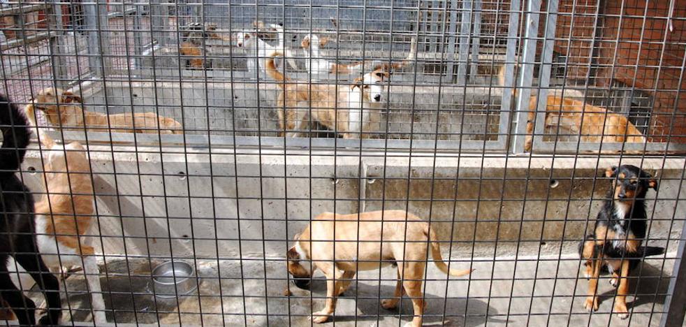 Masiva respuesta para acoger a los perros del refugio inundado en Valencia