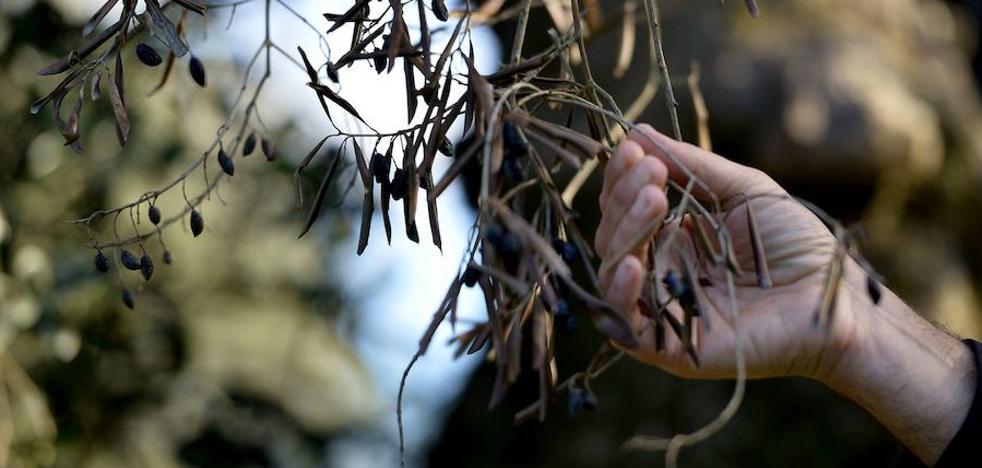 El Consell destinará ayudas europeas para luchar contra la 'Xylella'