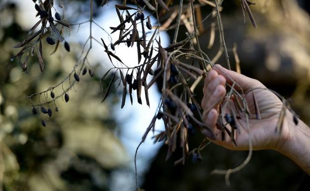 El Consell destinará ayudas europeas para luchar contra la 'Xylella'