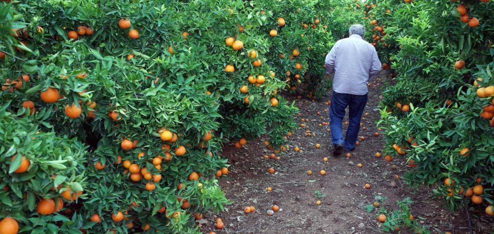 Sudáfrica acosa a la naranja valenciana