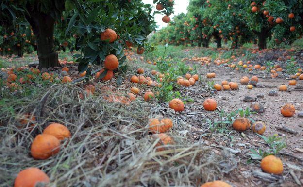 Sudáfrica acosa a la naranja valenciana