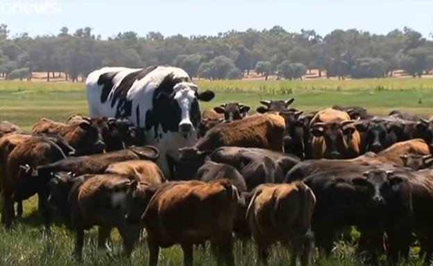 La razón por la que este buey gigante no va a ser sacrificado