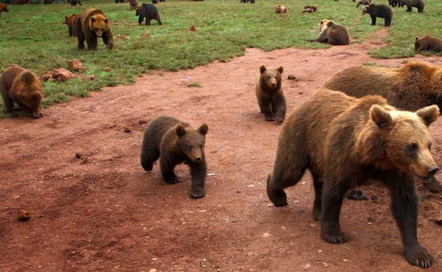 16 destinos para ver animales salvajes en libertad durante el puente de la Constitución