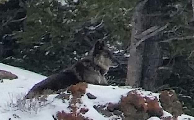 La loba salvaje más famosa del parque Yelowstone, abatida por un cazador