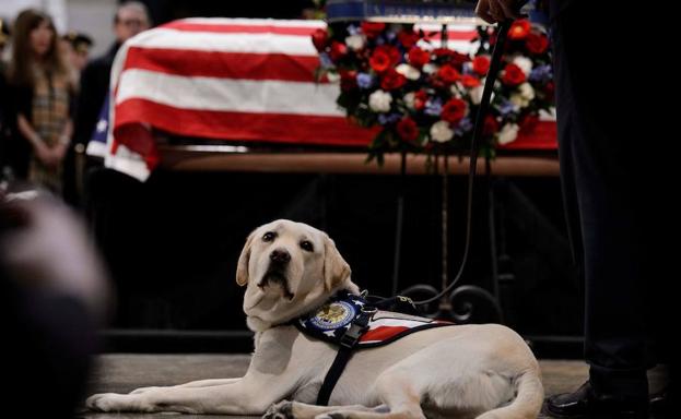 Sully, el leal compañero de George Bush, conmueve en el funeral de su dueño