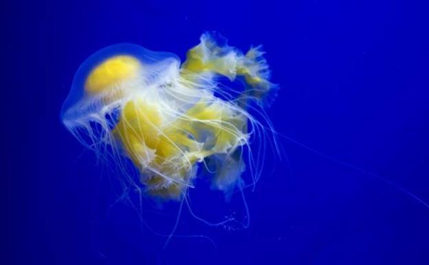 Melocotón, Nectarina, Paraguayo y Albaricoque: las Ortigas del Pacífico de l'Oceanogràfic, las primeras criadas y exhibidas en España