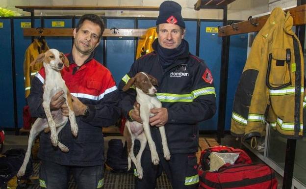 Rescatan a cuatro perros atrapados en un tubería a tres metros bajo tierra