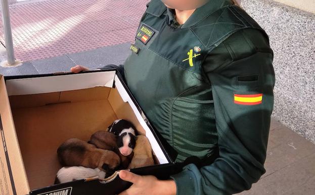 Tiran a 5 cachorros dentro de una bolsa en un contenedor de Benicarló