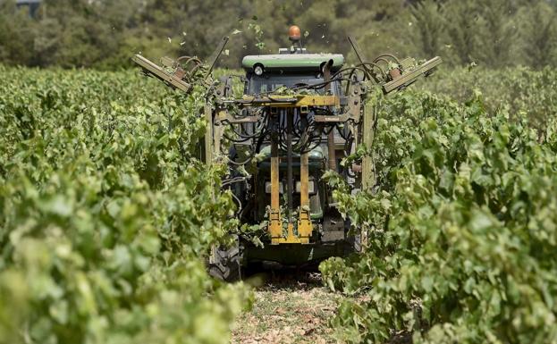 El Gobierno reabre la guerra del cava al limitar un mayor crecimiento fuera de Cataluña