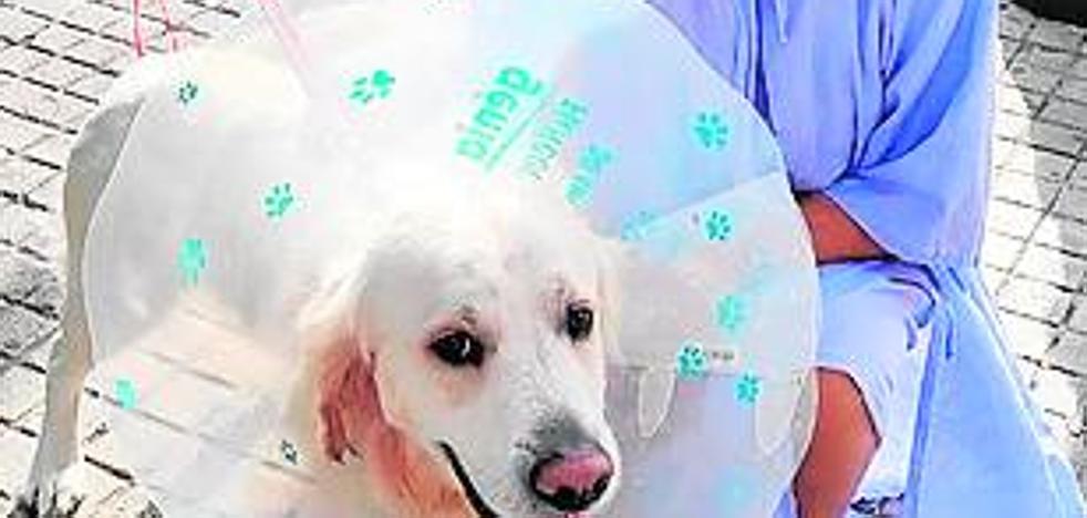 Sandra Gómez, hospitalizada tras ser atacada por dos perros peligrosos