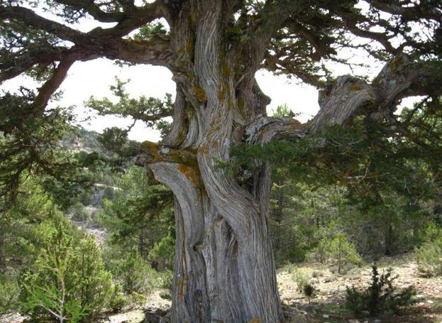 Descubre el fascinante encanto del bosque centenario de las Blancas