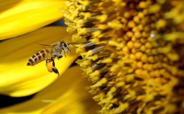 Abejas inteligentes, las agricultoras del futuro