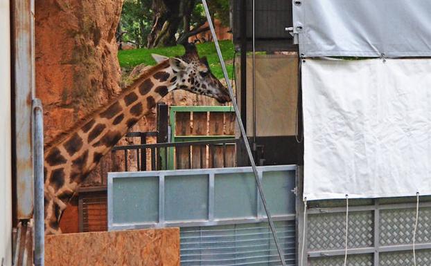 El complicado traslado de una jirafa del Bioparc al zoo de Córdoba