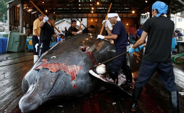 Japón reanudará la caza de ballenas con fines comerciales en 2019