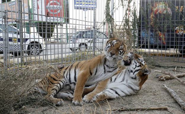 Los circos con animales, prohibidos en toda la Comunitat Valenciana desde febrero