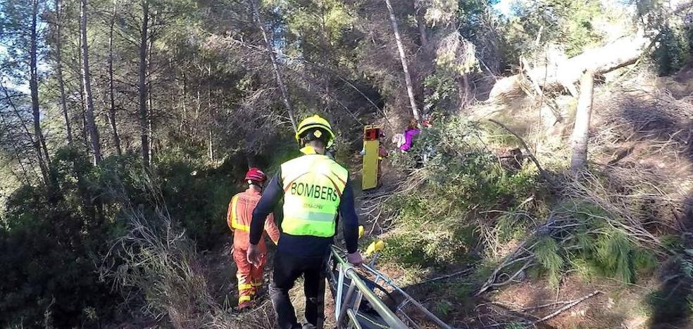 Un hombre, herido grave al caerle un árbol encima en Xàtiva
