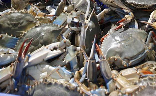 El cangrejo azul se expande sin control en el Mediterráneo