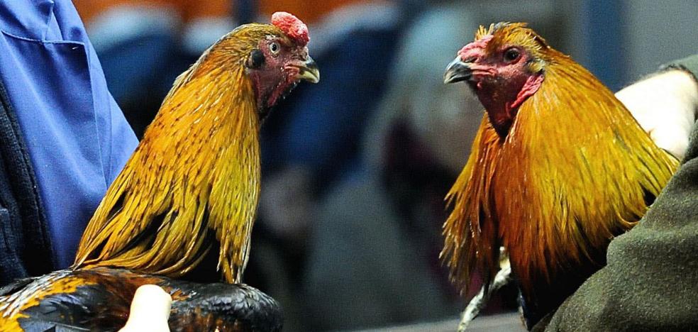 Drogas y oro robado, la verdad tras las peleas de gallos en Valencia
