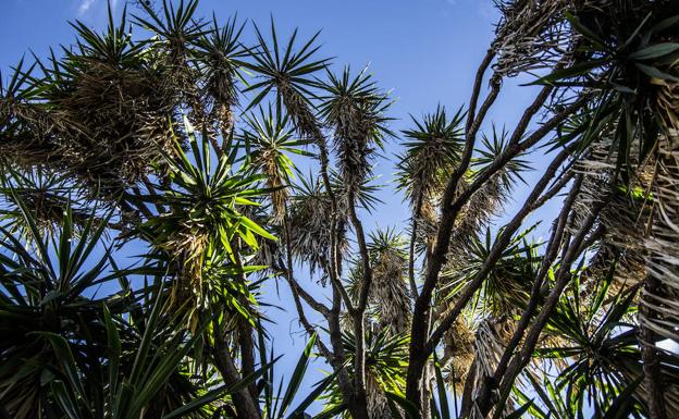 Un jardín cambiante en el centro de Valencia