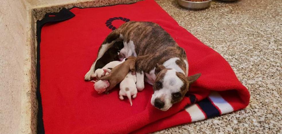 Un derribo destapa un criadero ilegal de perros de presa en Valencia