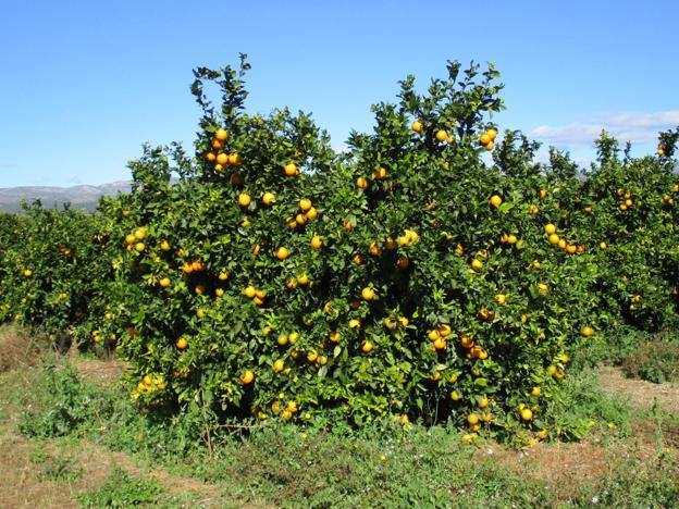 Fraude con naranjas españolas: Exportadores valencianos detectan que cadenas europeas mezclan su fruta con la de Egipto