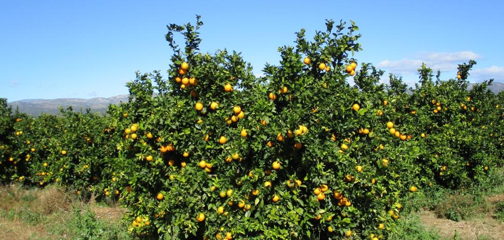 Fraude con naranjas españolas: Exportadores valencianos detectan que cadenas europeas mezclan su fruta con la de Egipto
