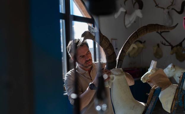 Juanjo Garoz trabaja en una cabeza de cabra hispánica.