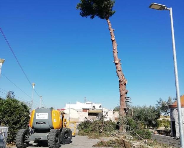 Vecinos de Meliana paralizan la tala de un pino de 50 años