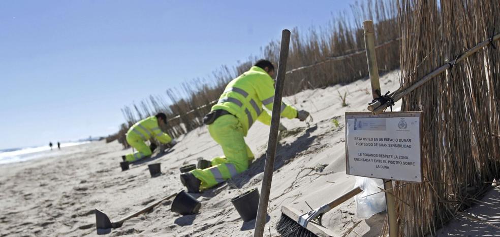 El Gobierno encarga el quinto proyecto de regeneración de El Saler desde 2007