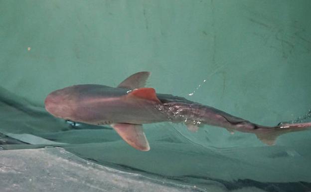 Nace un tiburón gris en el Oceanogràfic