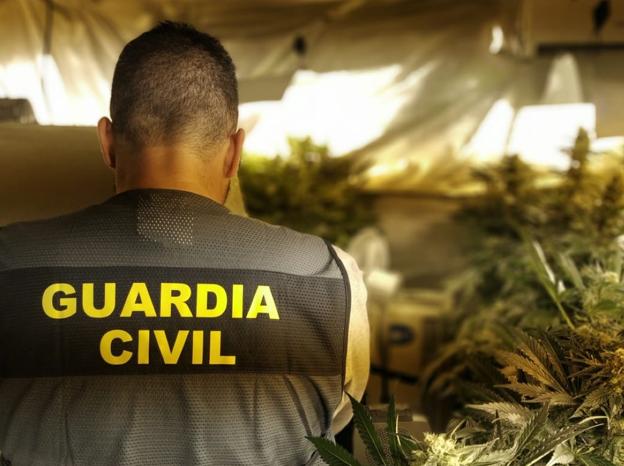 Cerco al gran negocio ilegal de la marihuana