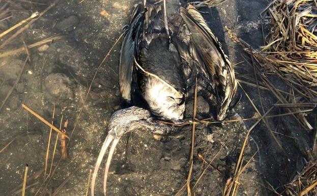 Aparecen muertas seis aves protegidas abatidas a tiros en la Marjal Pego-Oliva