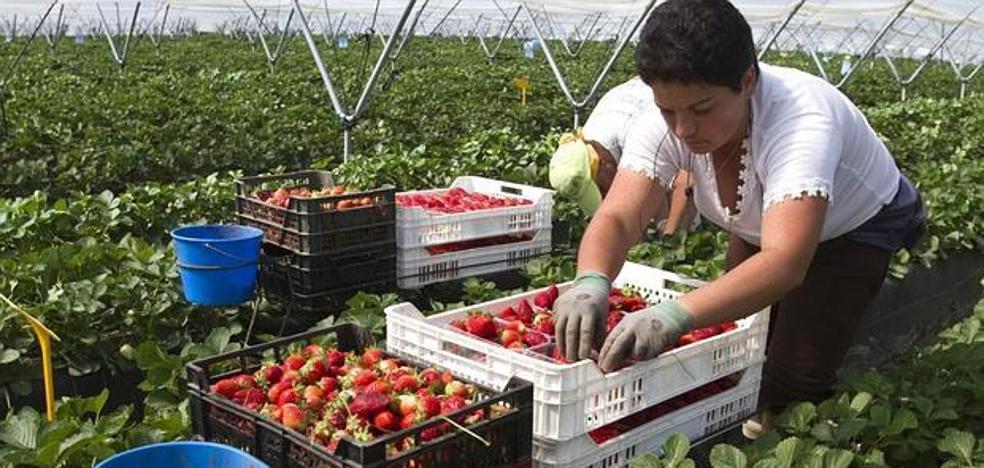 Ofrecen 23.000 empleos en la fresa y sólo acuden 970 personas