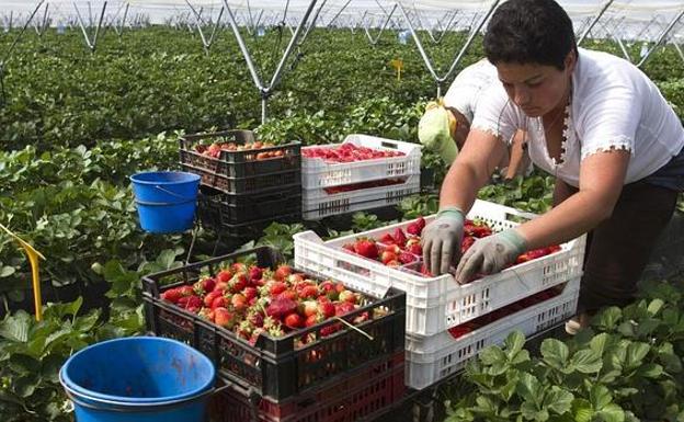 Ofrecen 23.000 empleos en la fresa y sólo acuden 970 personas