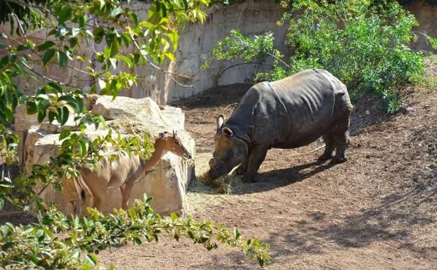 Fallece de manera inesperada 'Tarun', el rinoceronte indio de Terra Natura Benidorm