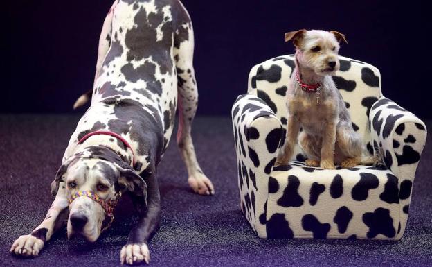 La mayor exposición canina del mundo